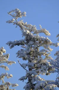 European Spruce Tree Drucke: A large snow-covered tree against a clear blue sky in a wintry setting