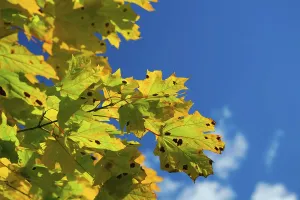 Maple Tree Foliage Drucke: Leaf and sky