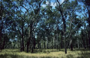Deserted Woods Photography Drucke: Light deciduous forest