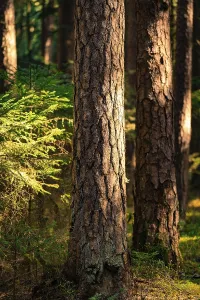 Calw Germany Photography Drucke: Light on tree trunks in a cool forest