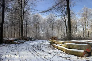 Snowy Hilly Landscape Drucke: Logging
