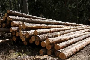 Tree Trunk Landscape Photo Drucke: Logging