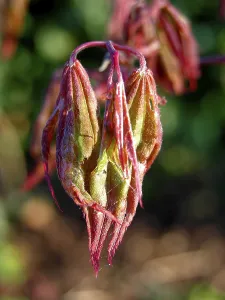 Maple Tree Photography Drucke: Maple sprouting