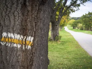 Forest Photography Drucke: Mark trail on a tree beside forest path