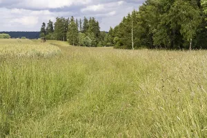 Wildflower Field Photography Drucke: Meadow path