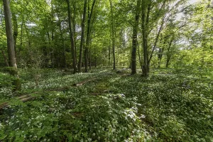 Ramsons In Bloom Drucke: Mixed deciduous forest in spring