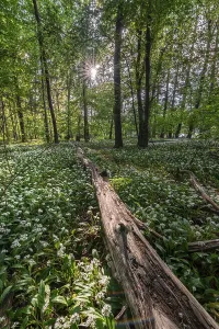Wild Garlic Bloom Drucke: Mixed deciduous forest in spring