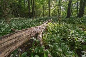 Nature Photography Springtime Drucke: Mixed deciduous forest in spring