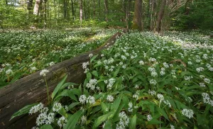 Ramsons In Bloom Drucke: Mixed deciduous forest in spring