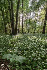 Wild Garlic Bloom Drucke: Mixed deciduous forest in spring
