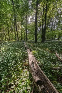 Ramsons In Bloom Drucke: Mixed deciduous forest in spring