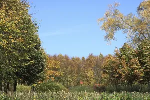 Mixed Forest Drucke: Mixed forest, trees and fields