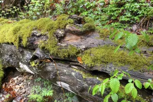 Moss Covered Tree Drucke: Modernizing tree trunk, tree trunk