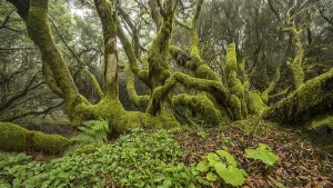Overgrown With Moss Trees Drucke: Moss-covered laurel trees in cloud forest