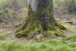 Deciduous Tree Roots Drucke: Moss-covered tree root large root of deciduous tree in mixed forest
