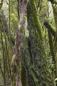 Tree Trunk Moss Growth Drucke: Moss-covered tree trunks in a cloud forest