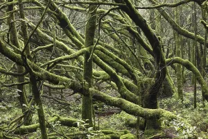 Cloud Forest Drucke: Moss-covered trees in a cloud forest