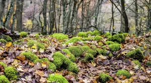 Mossy Forest Drucke: Moss surface