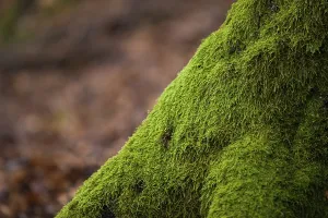 Overgrown With Moss Trees Drucke: Mossy tree root