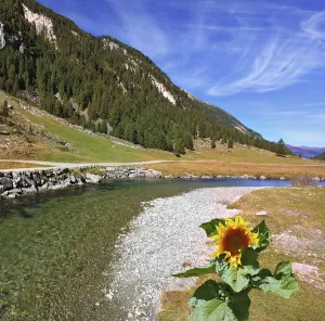 Pine Tree Forest Scenery Drucke: The narrow stream flows between fields and pine forests