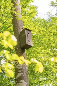 Nesting Box Germany Drucke: A nesting box is attached to a leafy tree
