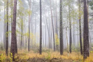 Mixed Forest Scenery Germany Drucke: NovemberWeather