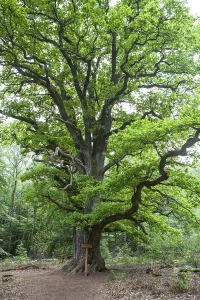 Old Oak Tree Germany Drucke: Old oak tree called Rapp-Eiche