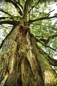 Old Oak Tree Drucke: Old oak tree (Quercus) with split trunk