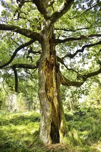 Uninhabited Woods Photography Drucke: Old oak tree (Quercus) with split trunk