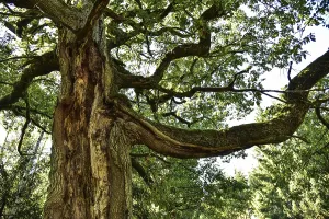 Old Oak Tree Drucke: Old oak tree (Quercus) with split trunk