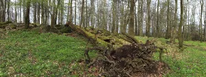 Springtime European Landscape Drucke: Panoramic view, beech forest with an overturned tree in spring