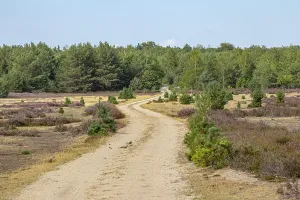 German Forests Drucke: Path
