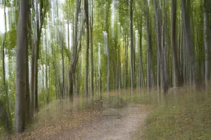 Jasmund National Park UNESCO Drucke: Path through the beech forest, blurred