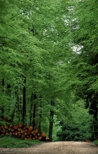 Central Europe Deciduous Forests Drucke: Path in beech forest in spring