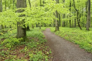 Thuringia Nature Reserve Drucke: Path through copper beech forest