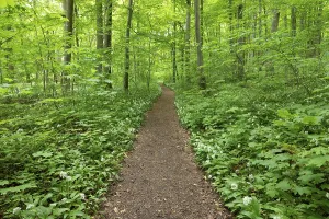 Deciduous Forest Spring Drucke: Path through deciduous forest in spring