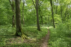 Central European Forest Landscapes Drucke: Path through deciduous forest in spring
