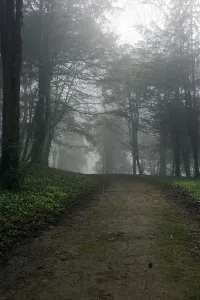 Bare Tree Landscape Drucke: Path through forest, mist