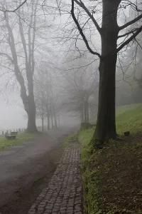 Deserted Nature Trail Drucke: Path through forest, mist
