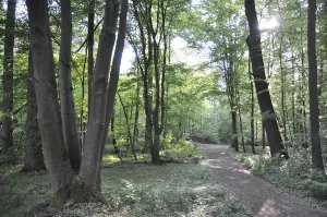 Springtime Landscape Photo Drucke: Path, forest road, tree trunks