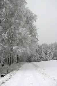 Winter Day In The Woods Drucke: Path in a snow-covered beech forest