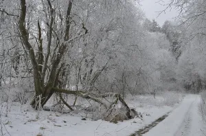Frosty European Countryside Drucke: Path into the winter forest