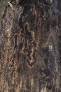 Bark Beetle Damage Drucke: Pattern of bark beetle damage on a tree - background