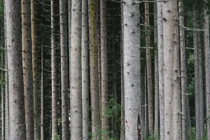 Abstract Nature Wallpaper Drucke: Pattern of trunks of pine trees in the forest