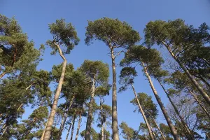 Pine Forest Landscape Drucke: Pine forest
