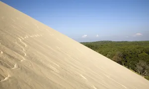 European Coniferous Tree Landscape Drucke: Pine forest at the dune of Pyla
