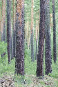 Pine Tree Trunks Drucke: Pine forest, pine trunks