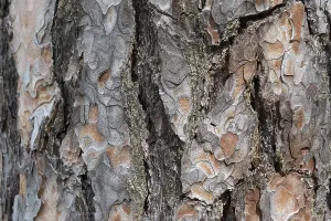 Close Up Nature Scene Drucke: Pine tree bark texture background