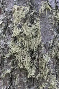 Pine Tree Bark Texture Drucke: Pine tree bark texture background