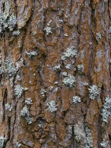 Pine Tree Bark Texture Drucke: Pine tree bark texture background